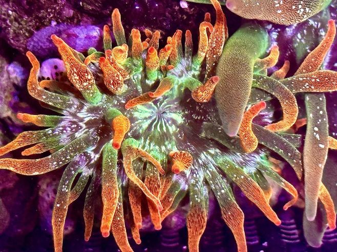 Entacmaea quadricolor.